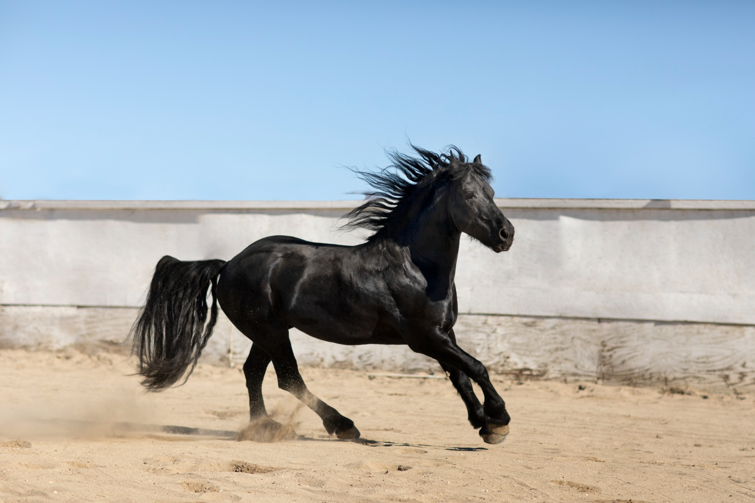 close-up-horse-nature