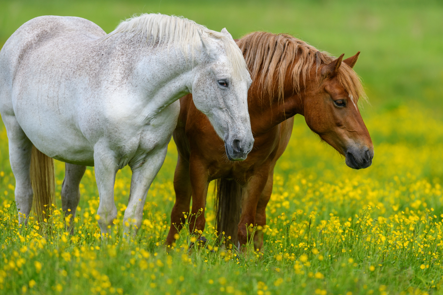 white-brown-horses-field-with-yellow-flowers